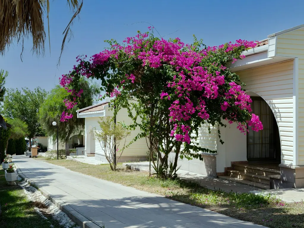 Снимка 3 - Anadolu Hotels Didim Club - Дидим, Турция