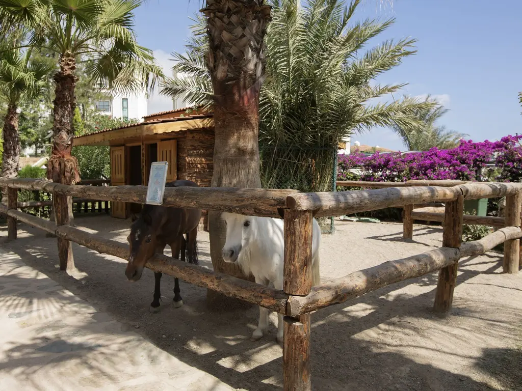 Снимка 14 - Alba Resort Hotel - Анталия-Сиде, Турция